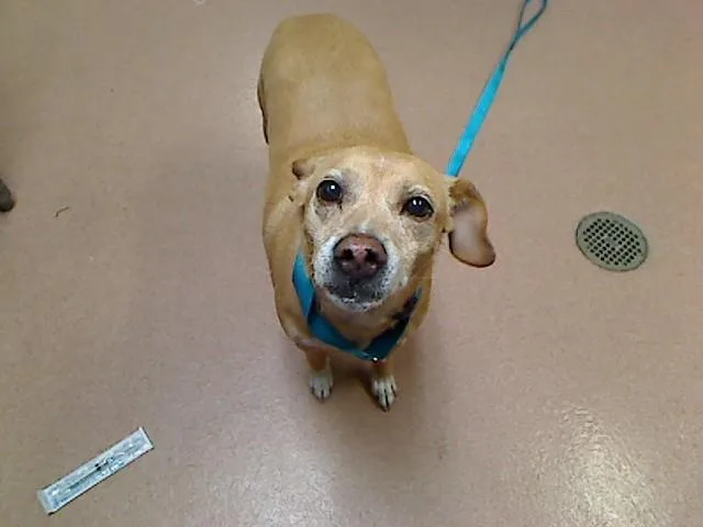 A senior small-sized female Chihuahua dog named Darcy for adoption in Cookeville, TN
