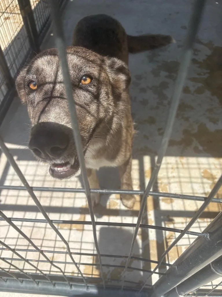 An adult medium-sized female Catahoula Leopard Dog dog named Laffy for adoption in Brownwood, TX