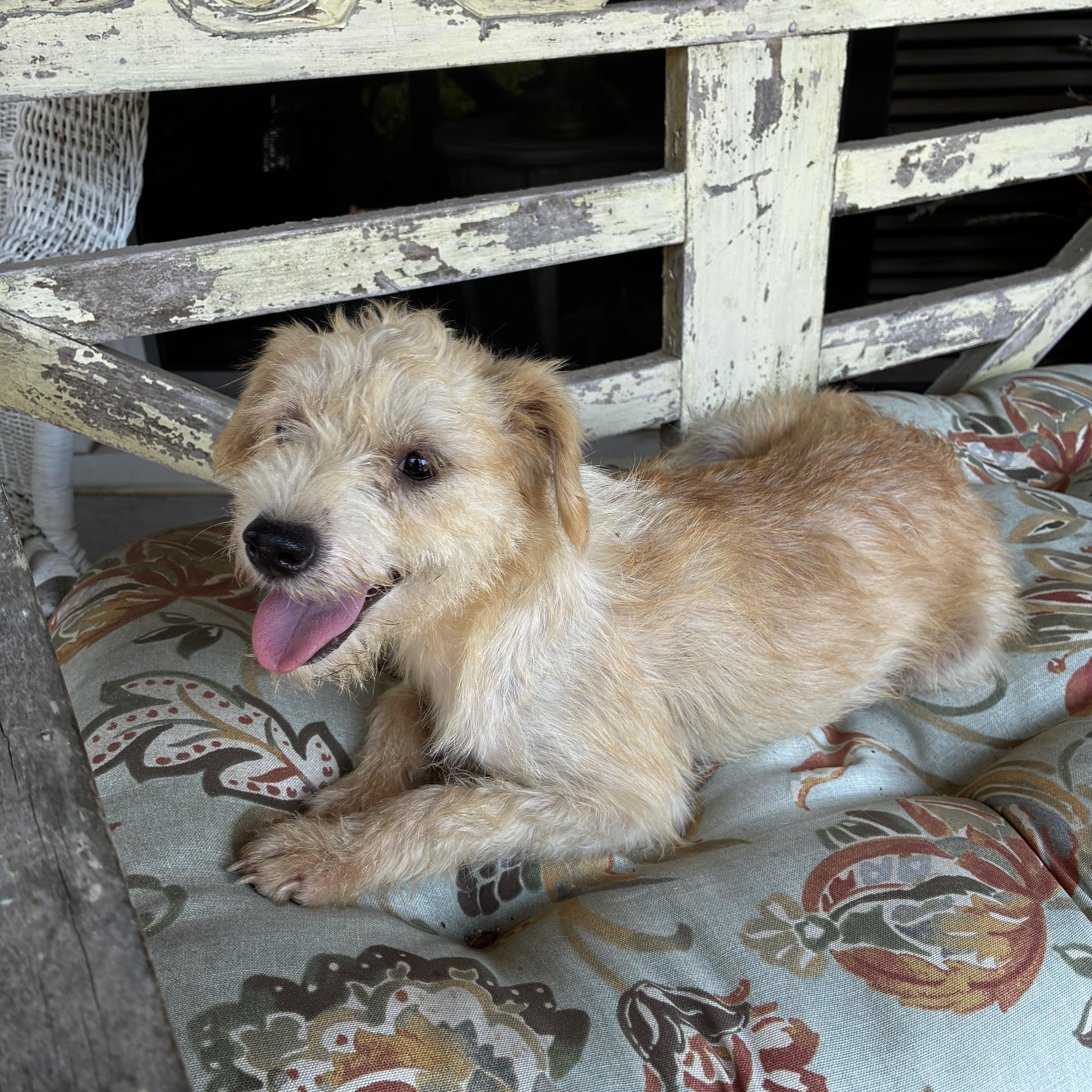 A young small-sized female Apricot / Beige Schnoodle dog named Benji for adoption in Cordova, TN