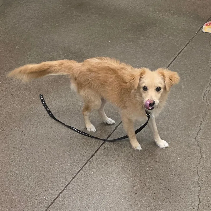 A baby small-sized female Yellow / Tan / Blond / Fawn Spaniel dog named Thumbalina for adoption in Chattanooga, TN