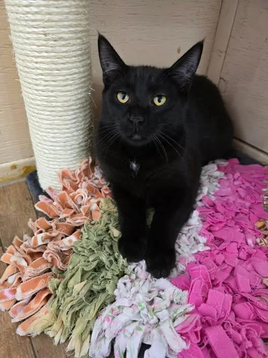 A young medium-sized male Black Domestic Long Hair cat named Yates for adoption in Prineville, OR