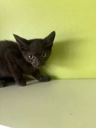 A baby small-sized male Domestic Short Hair cat named Shakespeare for adoption in New Orleans, LA