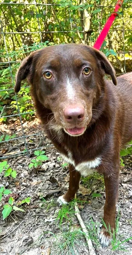 An adult medium-sized male Brown / Chocolate Chesapeake Bay Retriever dog named Bandit for adoption in Pegram, TN