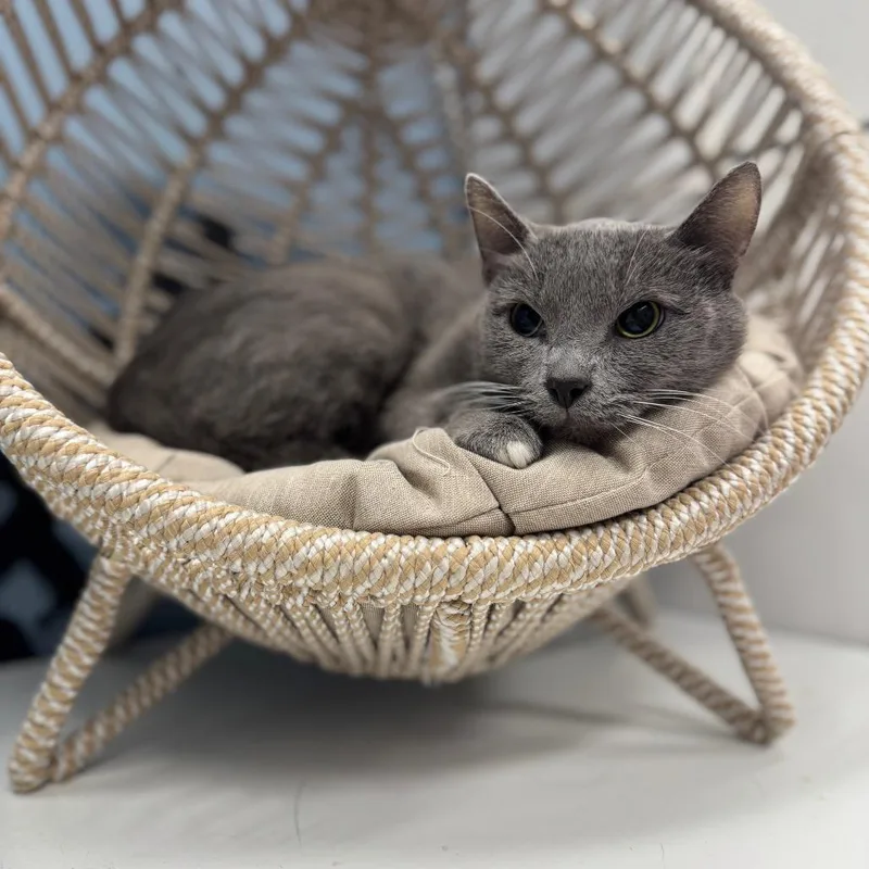 An adult small-sized female Gray / Blue / Silver Domestic Short Hair cat named Kona for adoption in Pasadena , MD