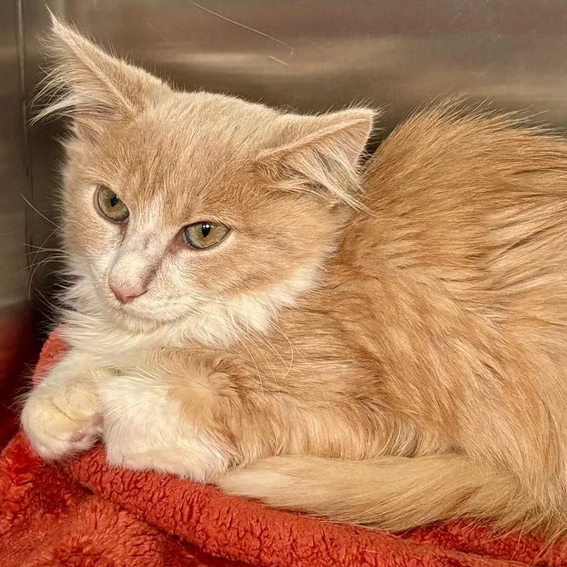 A baby small-sized male Domestic Medium Hair cat named Joey for adoption in New Fairfield, CT