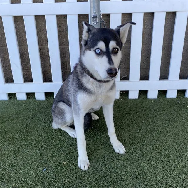 A young large-sized female Siberian Husky dog named A for adoption in Modesto, CA