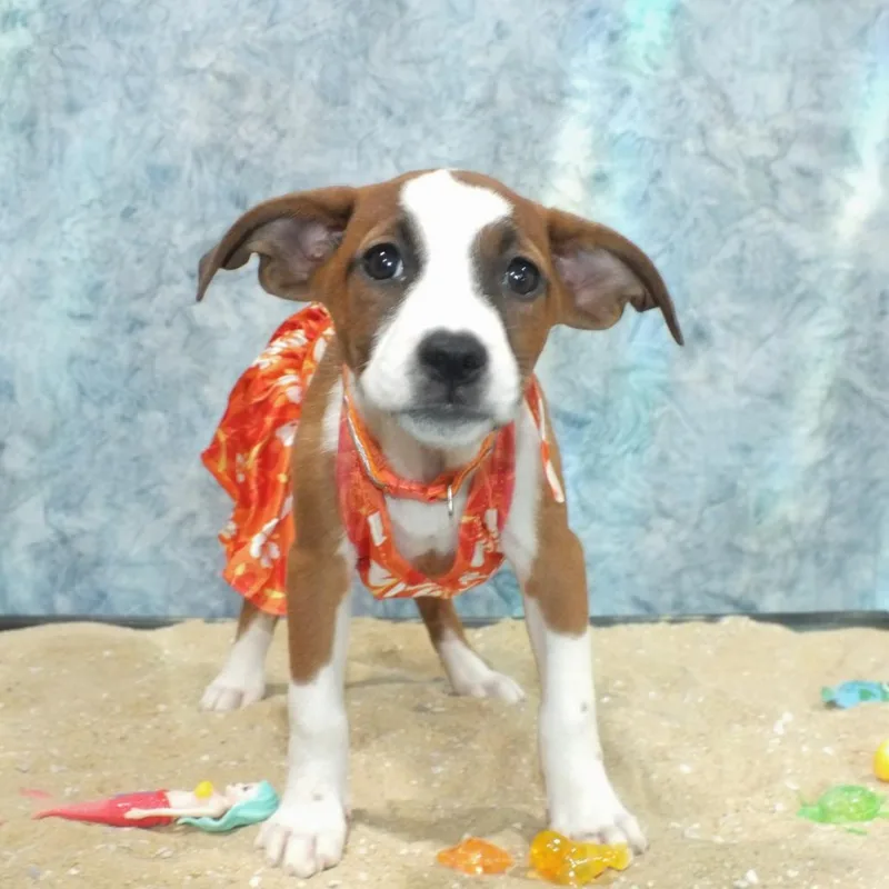 A baby medium-sized female White / Cream Mixed Breed dog named Trixie for adoption in Alexandria, VA