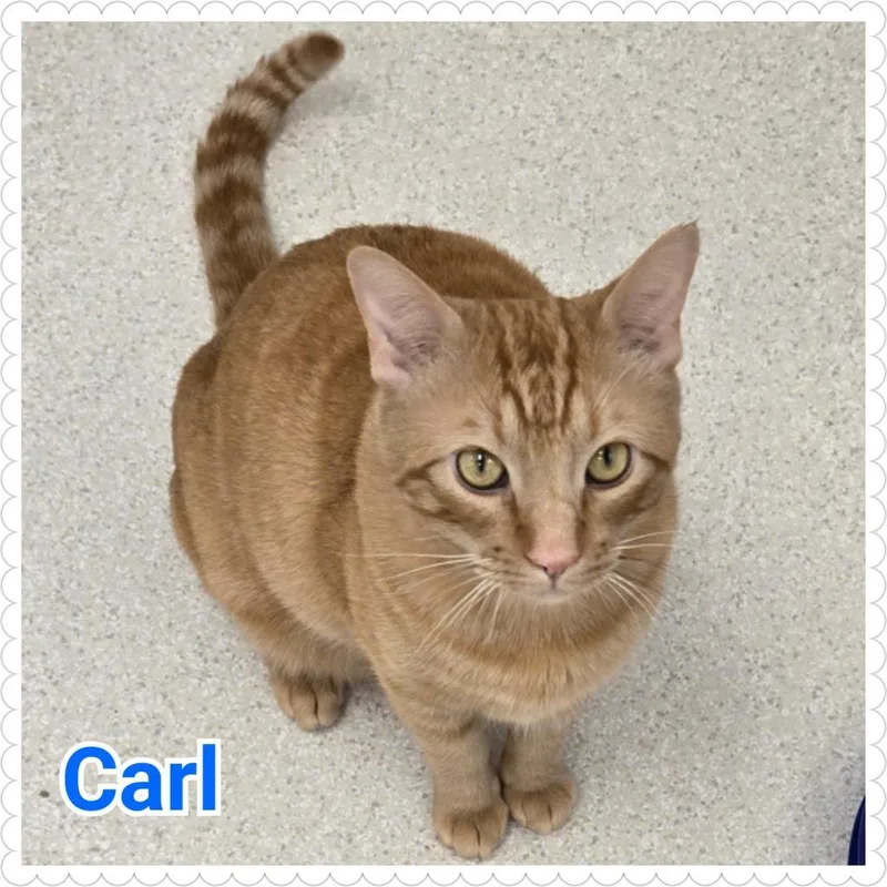 A young medium-sized male Domestic Short Hair cat named Carl for adoption in North Saint Paul, MN