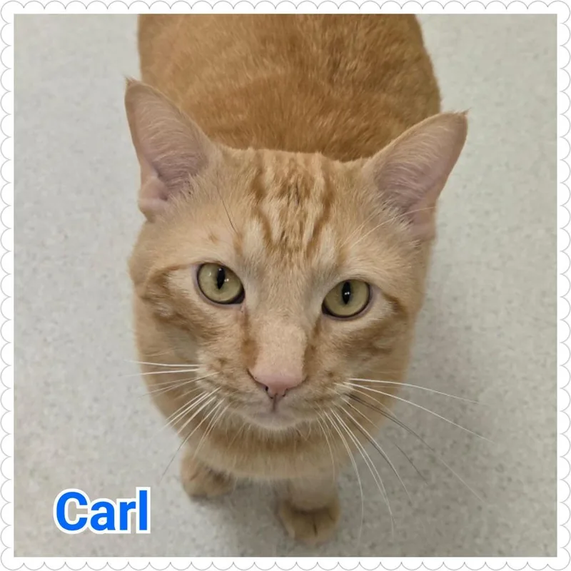 Carl thumbnail 2
