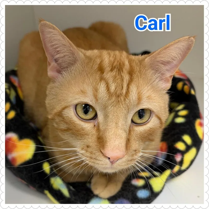 Carl thumbnail 3