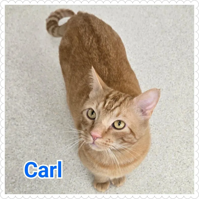 Carl thumbnail 4