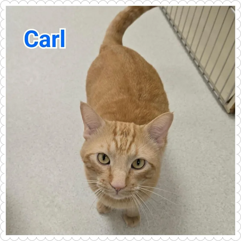 Carl thumbnail 5