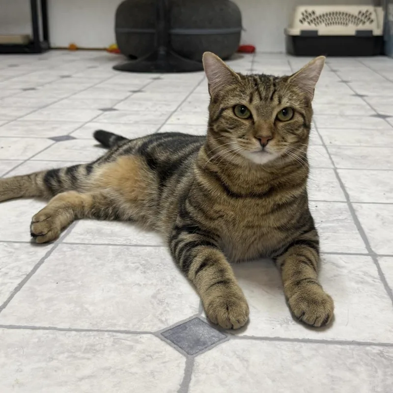 A baby small-sized male Buff / Tan / Fawn Domestic Short Hair cat named Lars for adoption in Talbott, TN