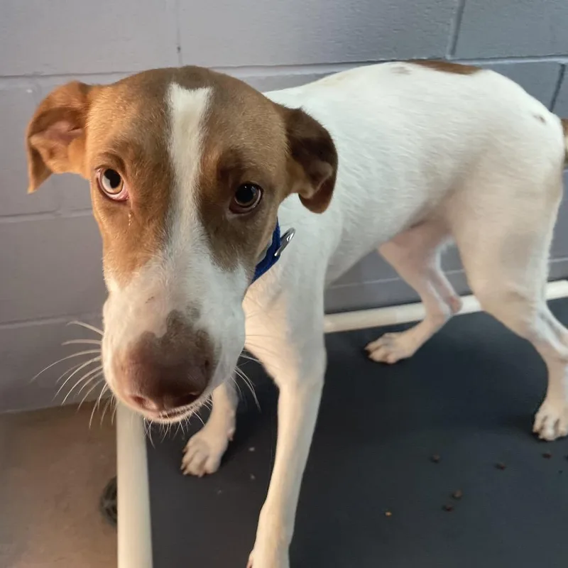 A young medium-sized female White / Cream Shepherd dog named Daphne for adoption in Kyle, TX
