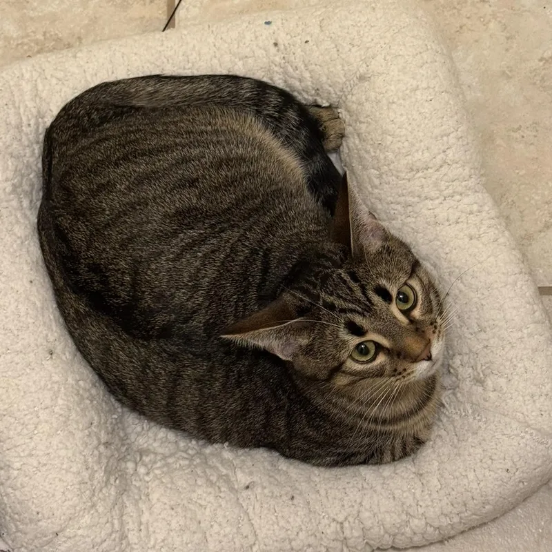 A baby medium-sized male Tabby (Brown / Chocolate) Domestic Short Hair cat named Simon for adoption in Mokena, IL