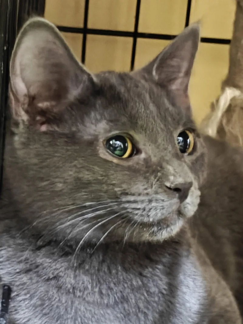 A young medium-sized male Domestic Short Hair cat named Maxantarius for adoption in Phoenix, AZ