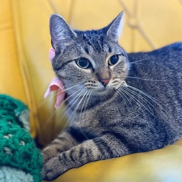 An adult medium-sized female Tabby (Brown / Chocolate) Tabby cat named Margarita Snugglepurr for adoption in Friendswood, TX