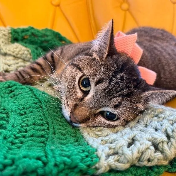 Margarita Snugglepurr thumbnail 2