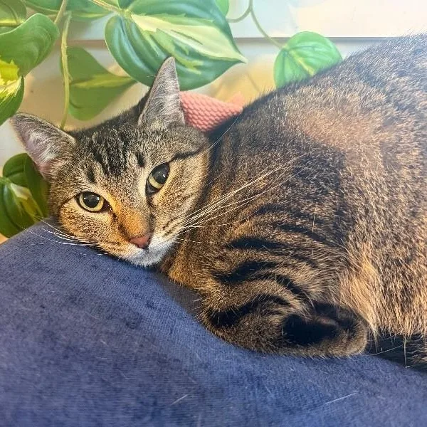 Margarita Snugglepurr thumbnail 3