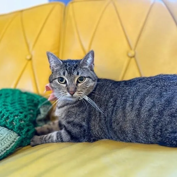 Margarita Snugglepurr thumbnail 4