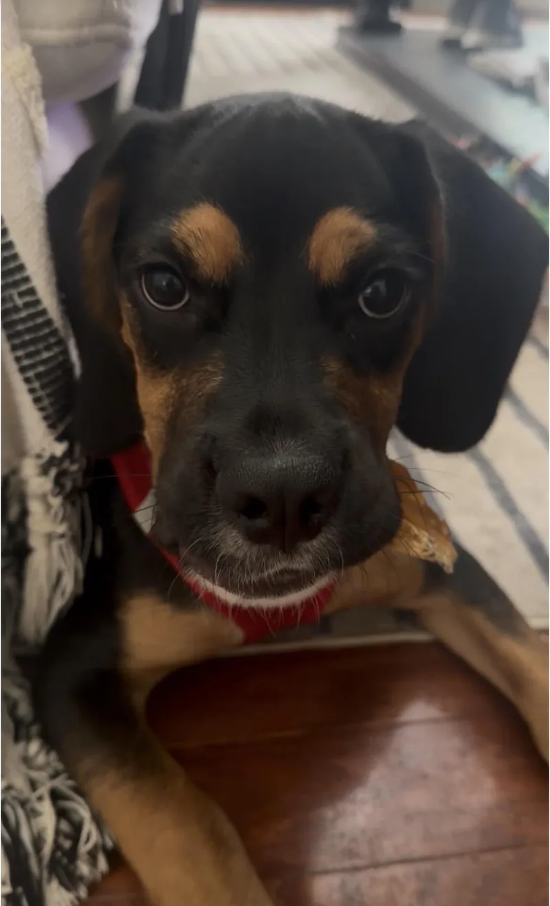 A young medium-sized male Black Cocker Spaniel dog named Rico for adoption in Rock Hill, SC