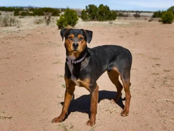 An adult large-sized male Mixed Breed dog named Churro for adoption in Santa Fe, NM