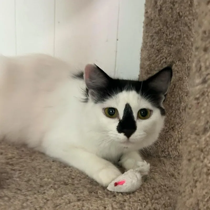 An adult large-sized female American Shorthair cat named Ewok for adoption in Lancaster, SC