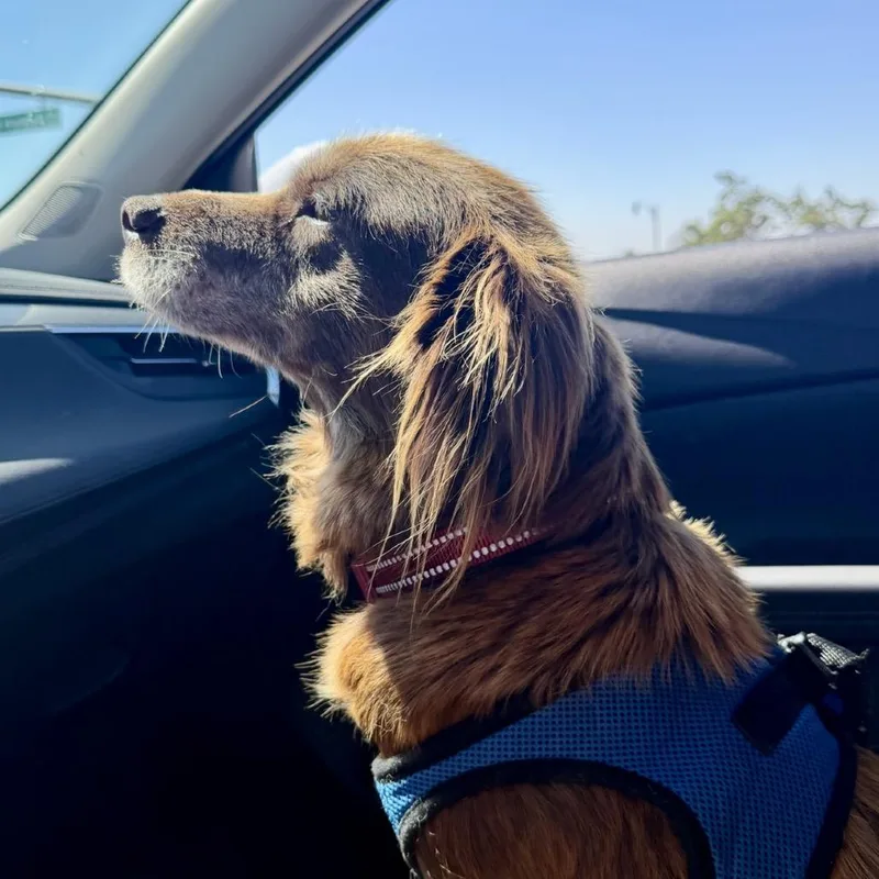 A senior medium-sized female Brown / Chocolate Cocker Spaniel dog named Honor for adoption in North Hollywood, CA