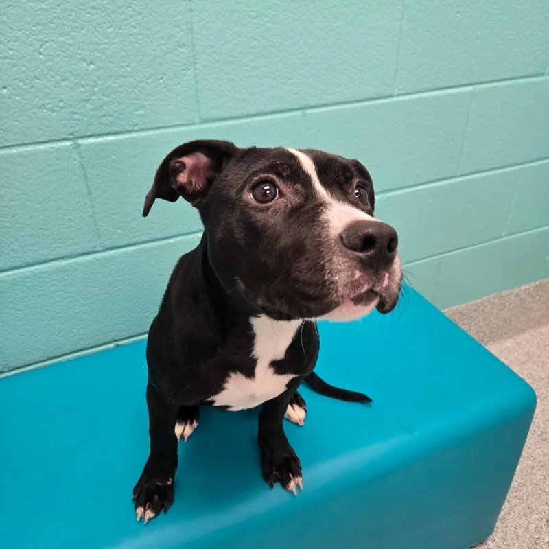 A baby medium-sized female Pit Bull Terrier dog named Swiss for adoption in Greenville, SC