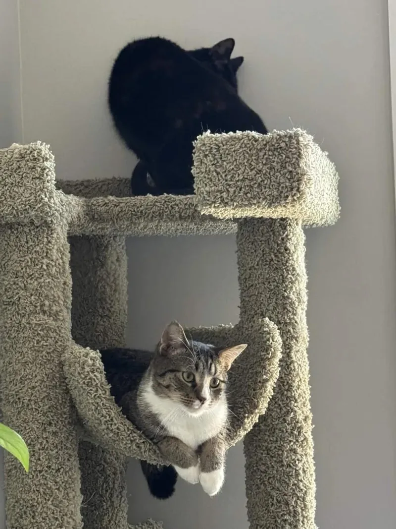 Peso & Nino thumbnail 2