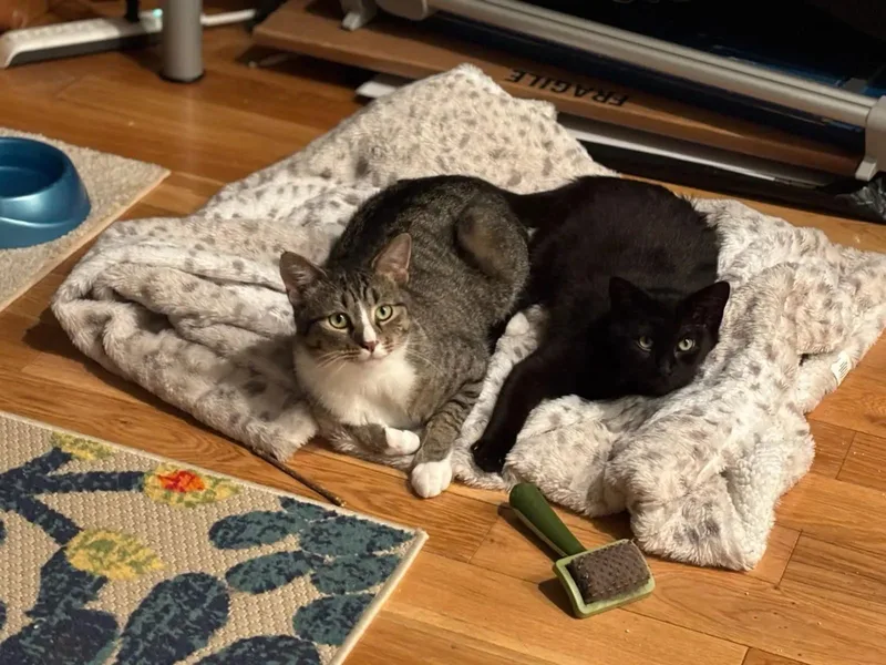 Peso & Nino thumbnail 5