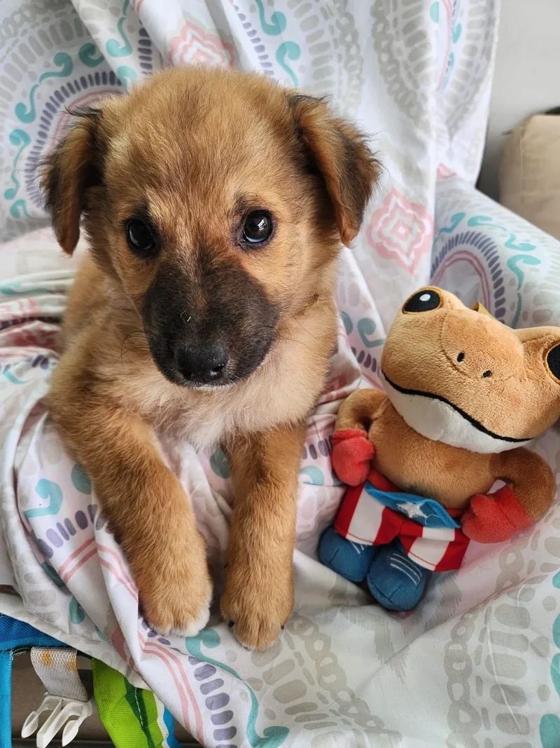 A baby medium-sized male Brown / Chocolate Shepherd dog named Borolo  A Little for adoption in New York, NY