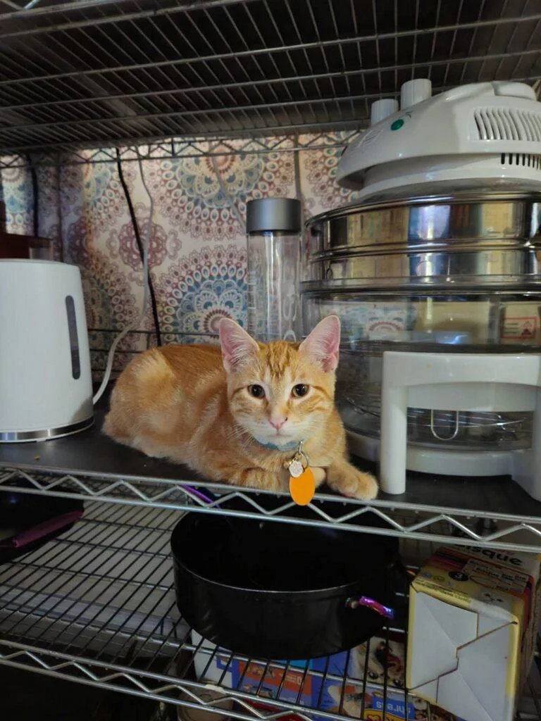 A young medium-sized male Orange & White Domestic Short Hair cat named Egg for adoption in copperas cove, TX