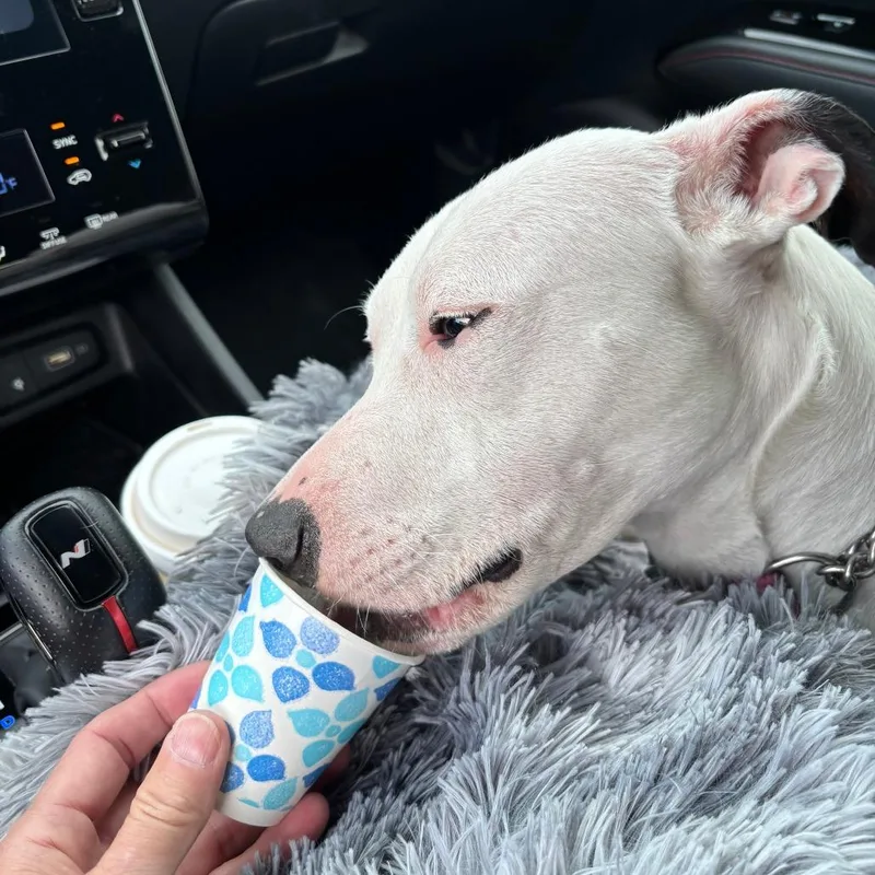 A young medium-sized female White / Cream Pit Bull Terrier dog named Athena for adoption in Springfield, IL