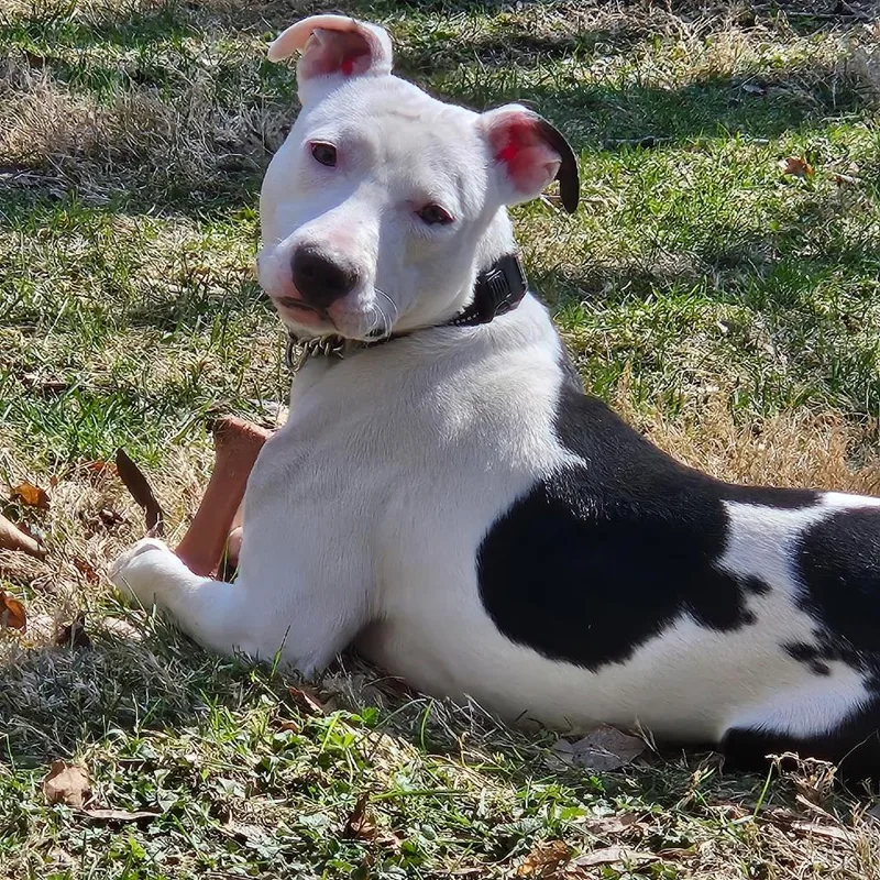 Athena thumbnail 3