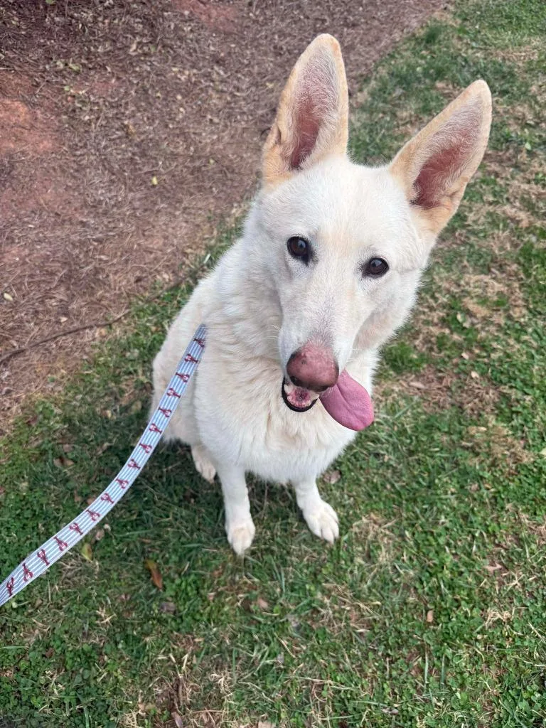 Chardonnay thumbnail 2