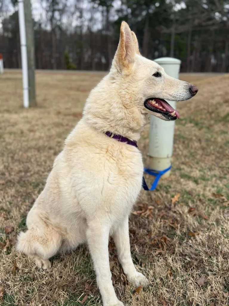 Chardonnay thumbnail 4