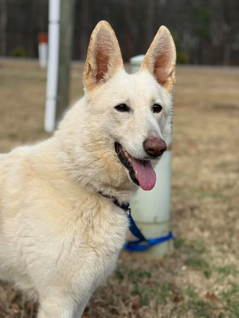 Chardonnay thumbnail 5