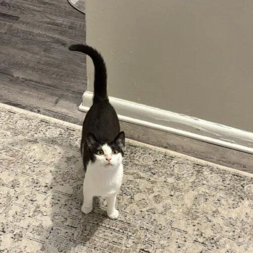 A baby medium-sized female Domestic Short Hair cat named Nala for adoption in Tampa, FL