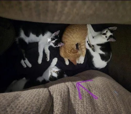 Nala thumbnail 4