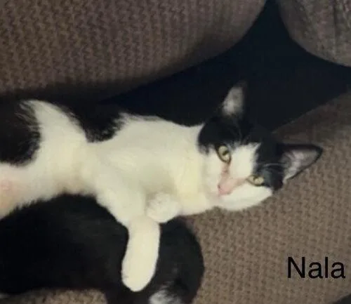 Nala thumbnail 6