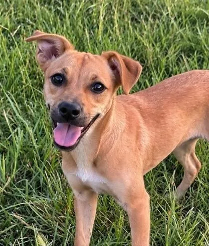 Pup Fig