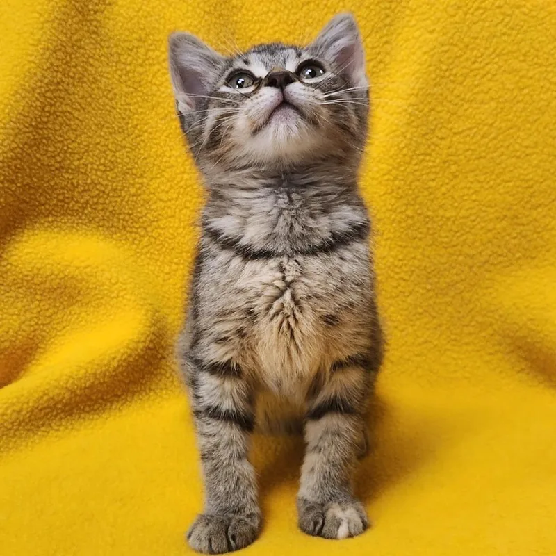 A baby small-sized female Brown / Chocolate Domestic Short Hair cat named Fable for adoption in Brighton, MO