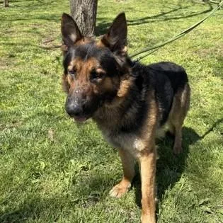 An adult large-sized male Black German Shepherd Dog dog named Duke for adoption in Phoenixville, PA