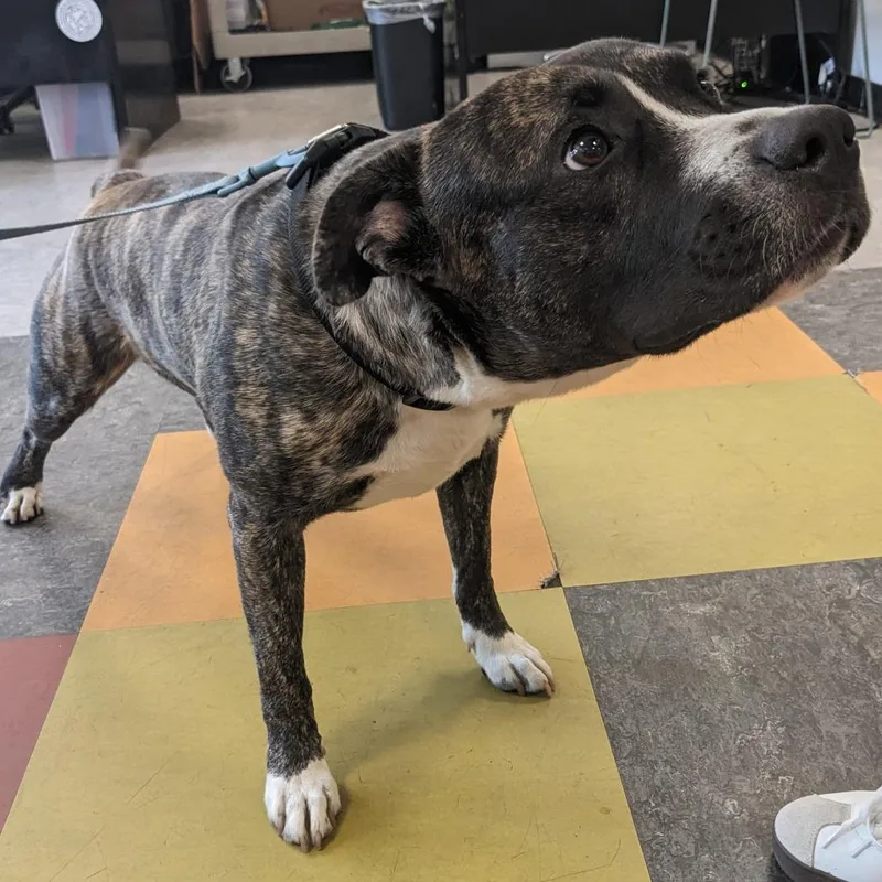 A young medium-sized male Brindle Pit Bull Terrier dog named Pepperoni for adoption in Philadelphia, PA