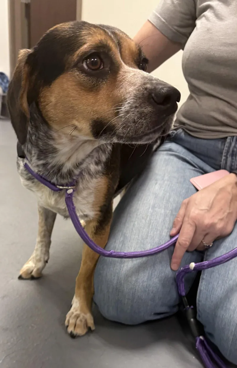 An adult large-sized female Australian Cattle Dog / Blue Heeler dog named Black Betty for adoption in Hilton Head Island, SC
