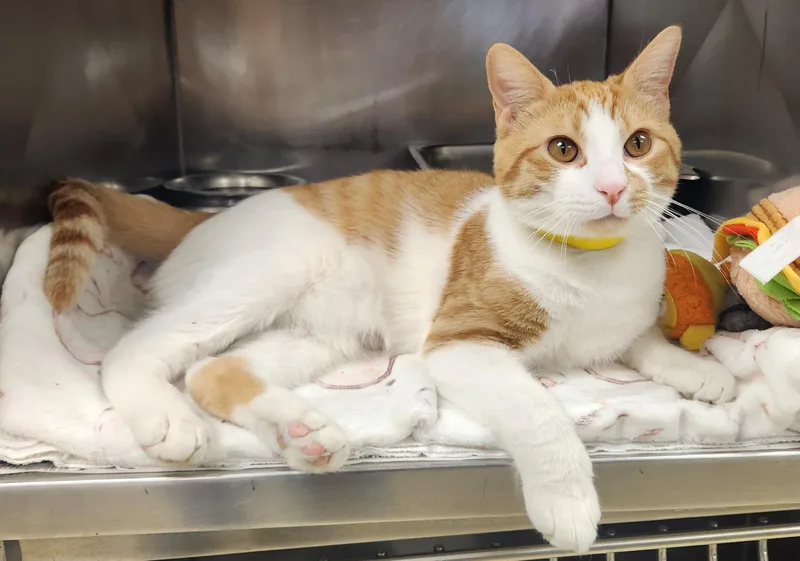 A baby medium-sized male Tabby (Orange / Red) Domestic Short Hair cat named Broccoli for adoption in Clayton, NJ