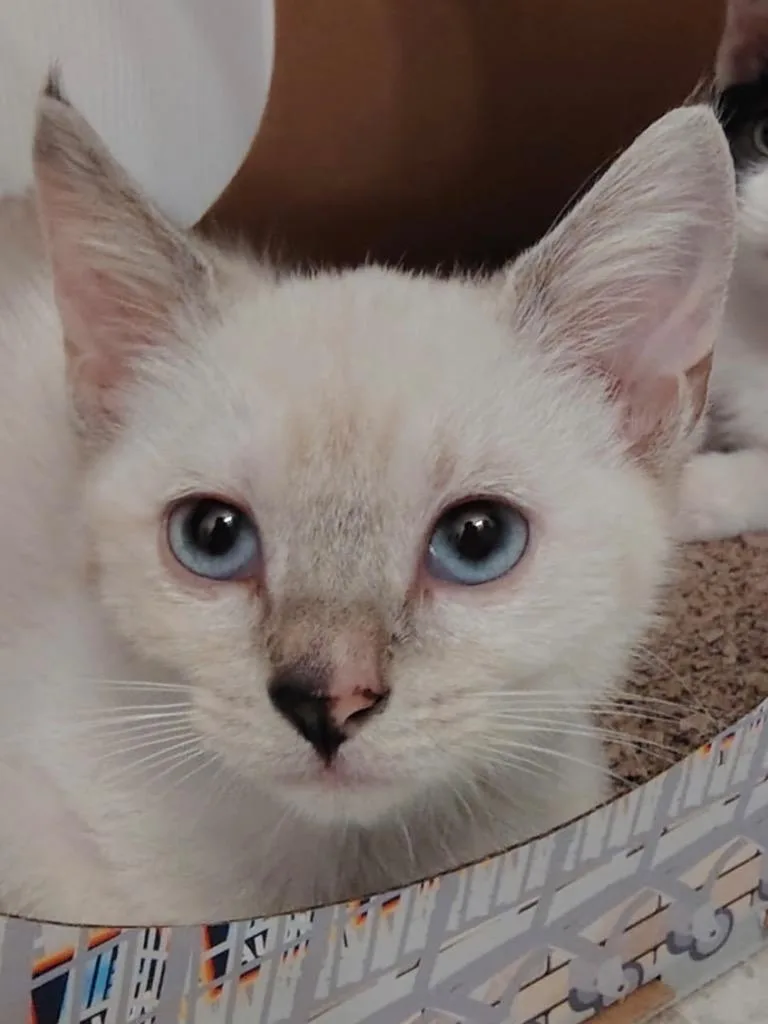 A baby large-sized female Siamese cat named Sadie for adoption in Fort Myers, FL