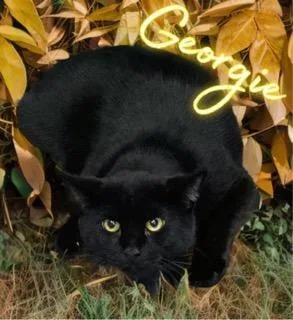 An adult small-sized male Domestic Short Hair cat named Georgi for adoption in Jim Thorpe, PA