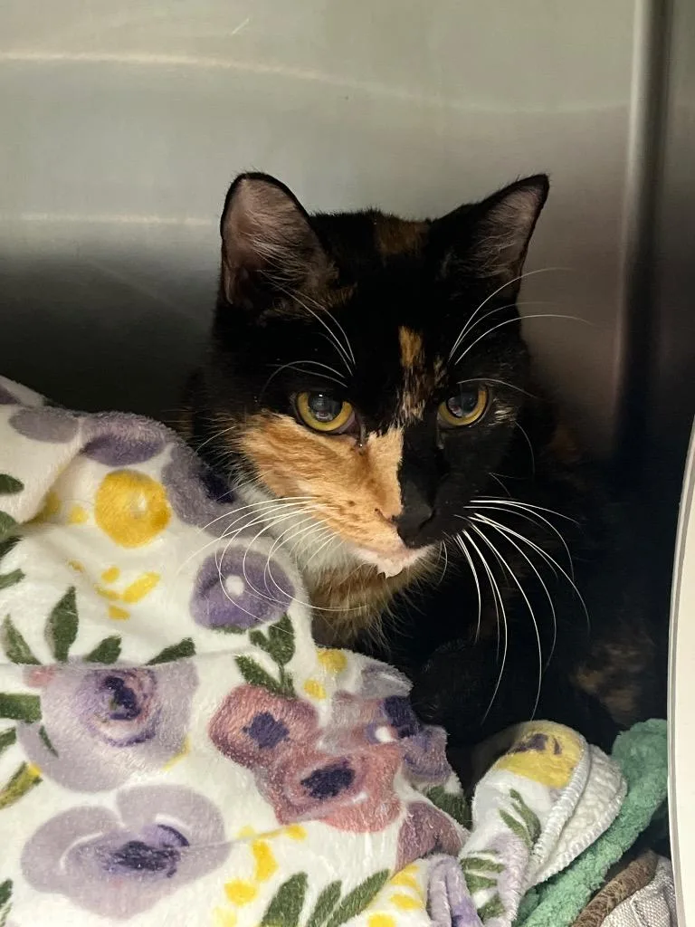 A senior medium-sized female Domestic Short Hair cat named Fable for adoption in Berlin, MD